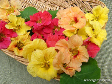 Nasturtium Aloha Mix