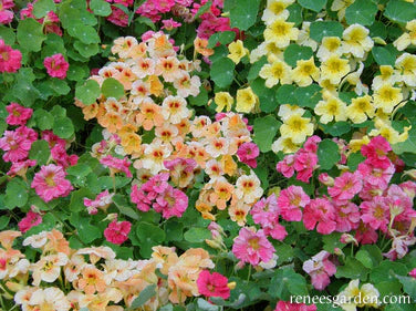 Nasturtium Aloha Mix