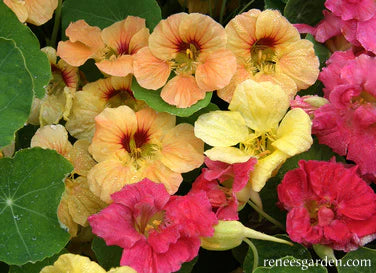 Nasturtium Aloha Mix