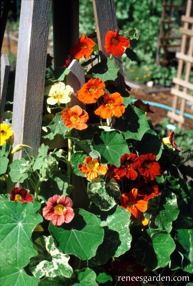 Nasturtium Climbing Amazon Jewel