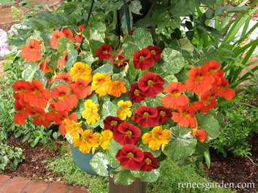 Nasturtium Container Little Firebirds