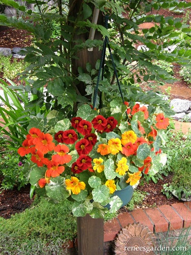 Nasturtium Container Little Firebirds