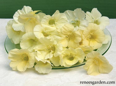 Nasturtium Buttercream