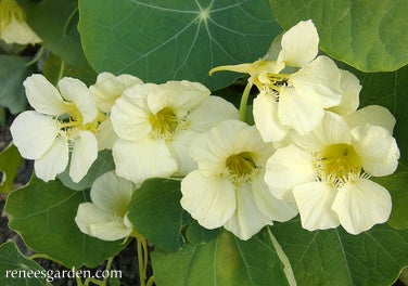 Nasturtium Buttercream