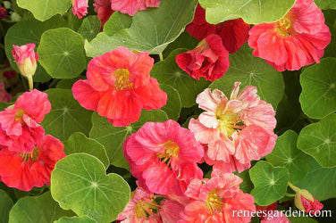 Nasturtium Cherries Jubilee