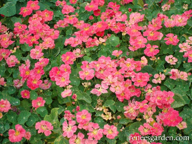 Nasturtium Cherries Jubilee