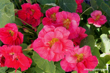 Nasturtium Cherries Jubilee