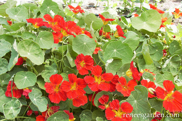 Nasturtium Copper Sunset Mounding