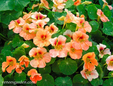 Nasturtium Creamsicle