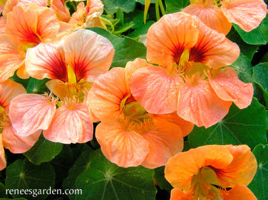 Nasturtium Creamsicle