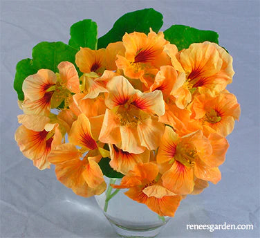 Nasturtium Creamsicle