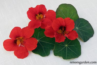 Nasturtium Empress of India