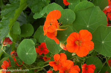 Nasturtium Climbing Spitfire