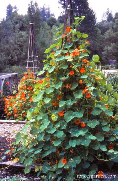 Nasturtium Climbing Spitfire