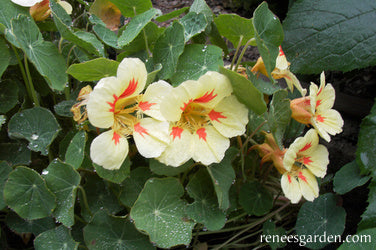 Nasturtium Vanilla Berry