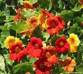 Nasturtium Climbing Amazon Jewel