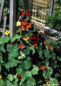 Nasturtium Climbing Amazon Jewel