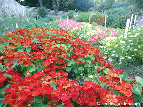 Nasturtium Copper Sunset Mounding