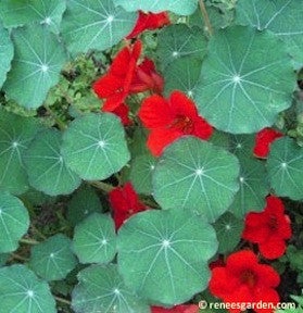 Nasturtium Empress of India