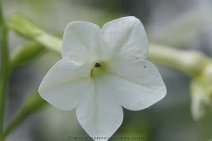 Nicotana Jasmine Alata