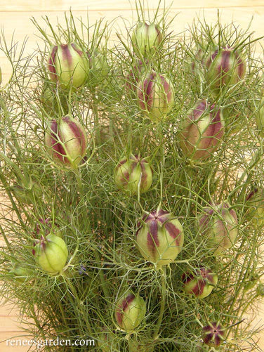 Nigella Mulberry Rose