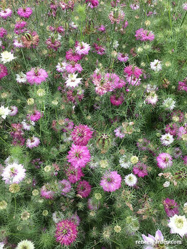 Nigella Mulberry Rose