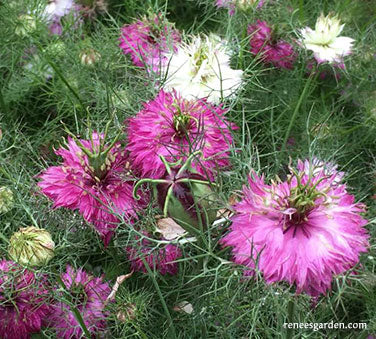 Nigella Mulberry Rose