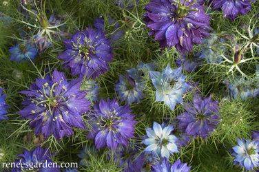 Nigella Persian Violet