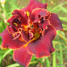 Daylily Night Embers #1