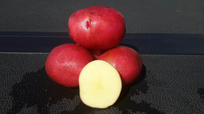 Seed Potato Red Norland