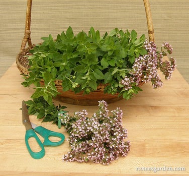 Oregano Italian Purple Blossom Heirloom