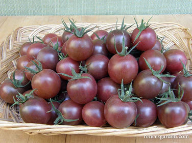 Tomato Cherry Black Cherry Organic