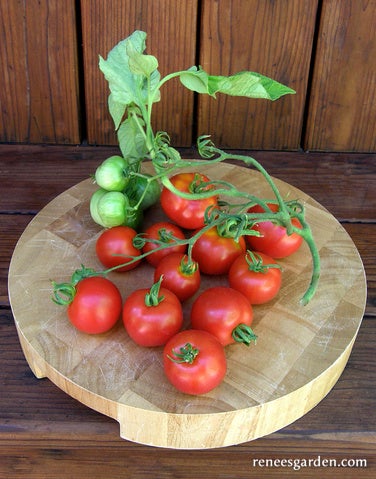 Tomato Container Early Stupice Organic