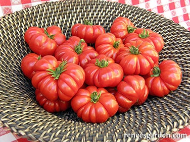 Tomato Costoluto Genovese Organic