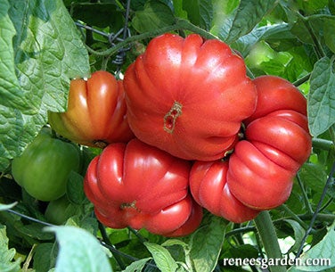 Tomato Costoluto Genovese Organic