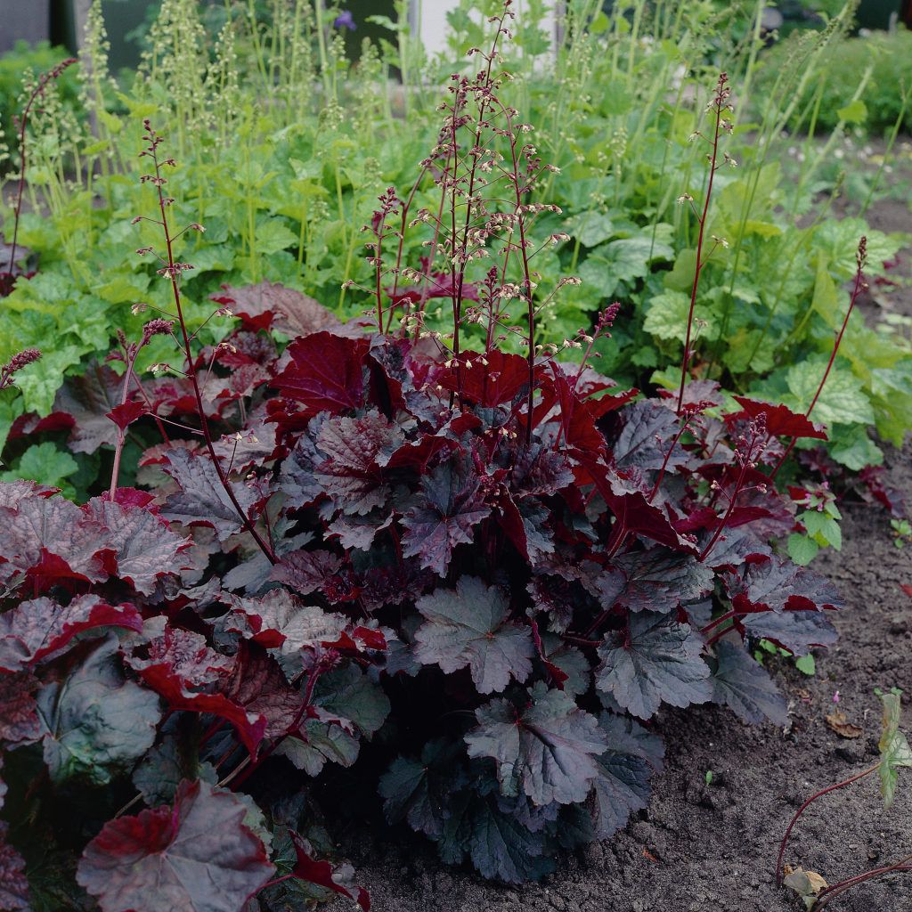 Coral Bells Purple Palace 4.5" Pot