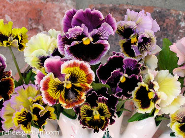 Pansy Victorian Posy