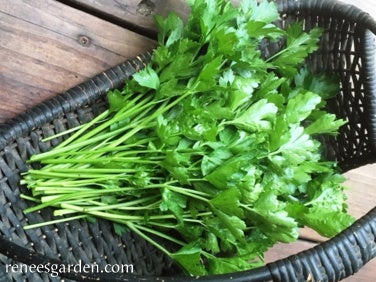 Parsley Gigante Italian