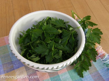 Parsley Gigante Italian