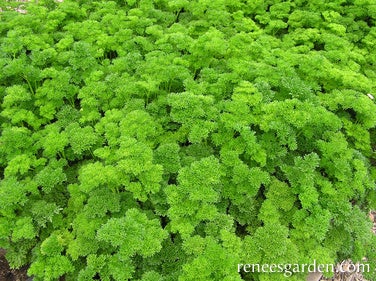 Parsley Sweet Curly