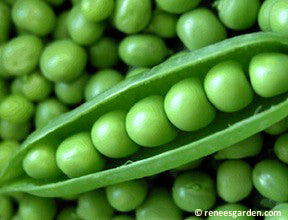 Pea Shelling Sabre