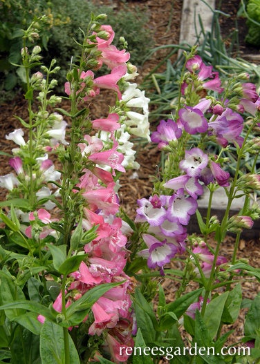 Penstemon Wedding Bells