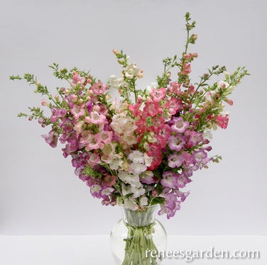 Penstemon Wedding Bells