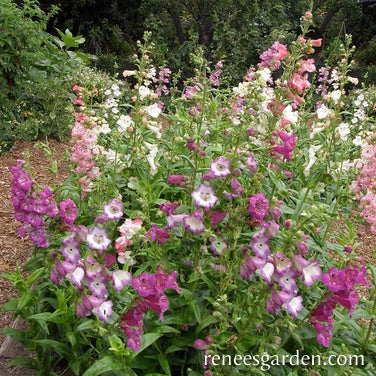 Penstemon Wedding Bells