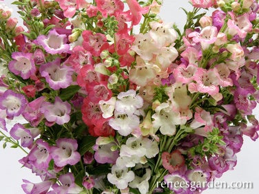 Penstemon Wedding Bells