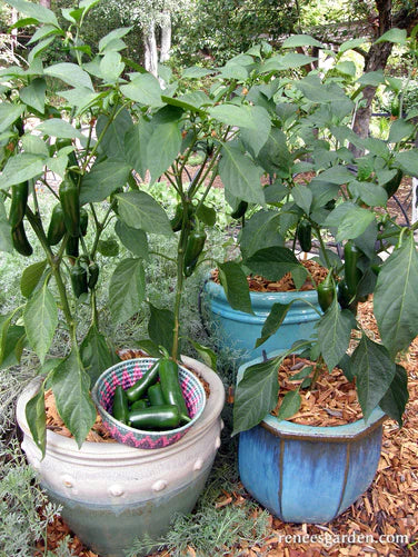 Pepper Jalapeno Early Flame Container