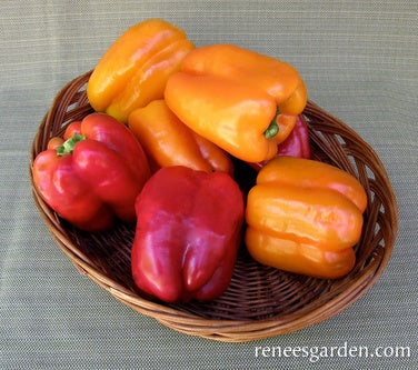 Pepper Sweet Bell Orange and Red