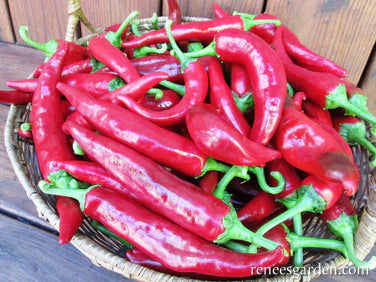 Pepper Sweet Hungarian Magayr Paprika