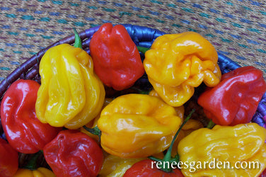 Pepper Mild Chile Habanero