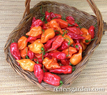 Pepper Mild Chile Habanero